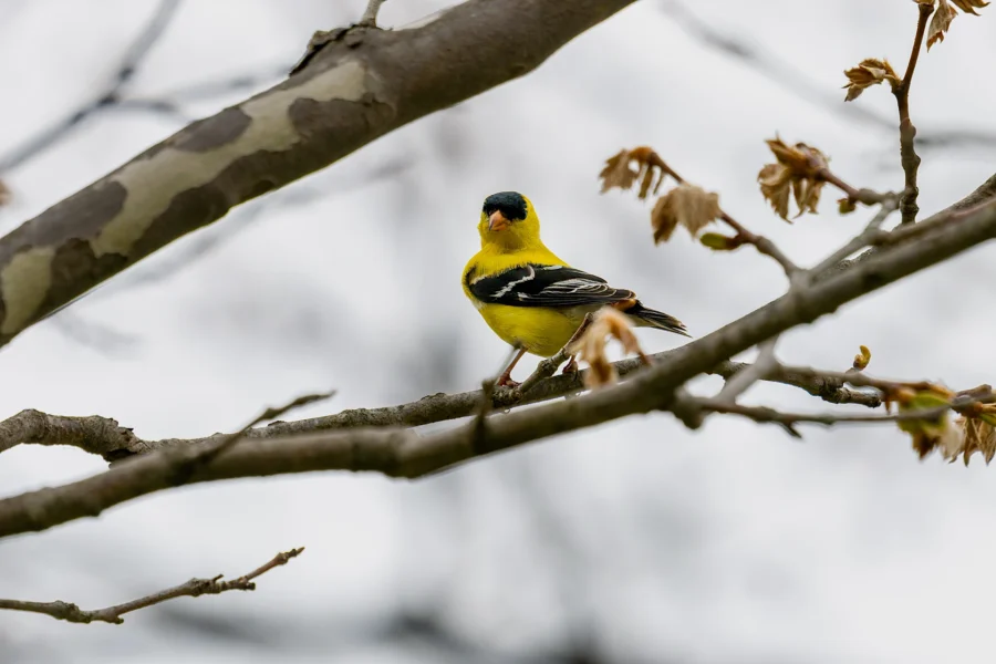 A yellow and black bird perched on a tree branch with some budding leaves against a cloudy sky. A yellow and black bird perched on a tree branch with some budding leaves against a cloudy sky.