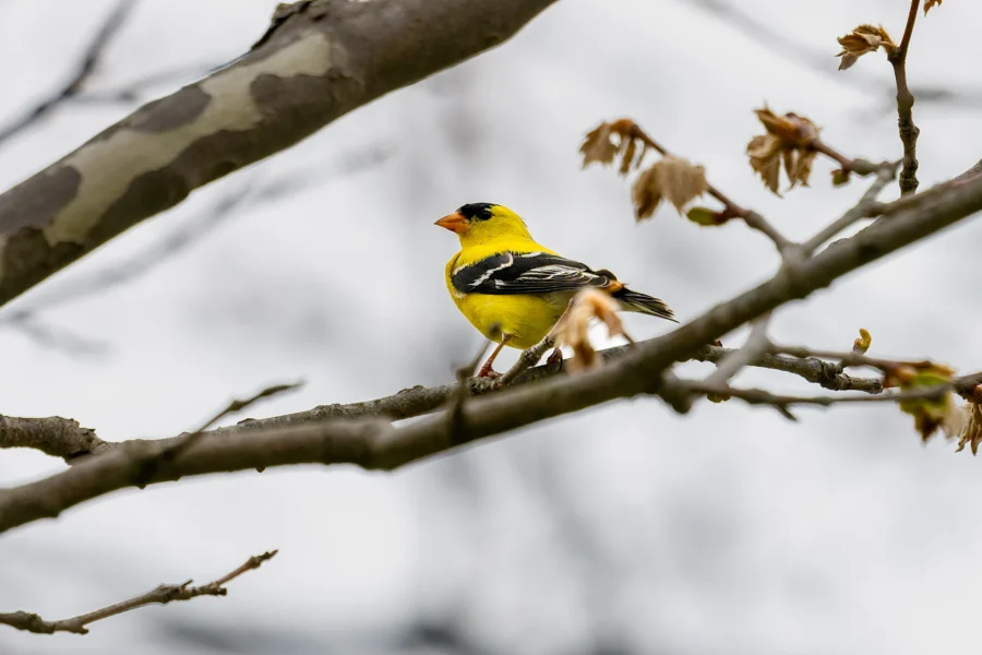 A bright yellow bird with black wings and cap perched on a tree branch with budding leaves, against a cloudy sky. A bright yellow bird with black wings and cap perched on a tree branch with budding leaves, against a cloudy sky.