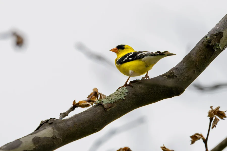 A small yellow and black bird perched on a tree branch against a pale sky. A small yellow and black bird perched on a tree branch against a pale sky.