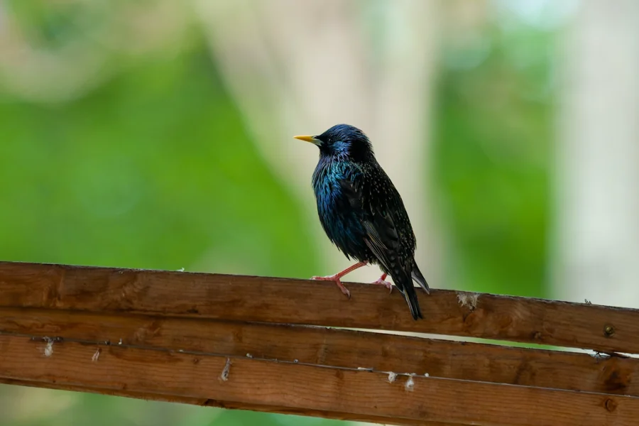 A starling with iridescent feathers is perched on a wooden beam with a blurred green background. A starling with iridescent feathers is perched on a wooden beam with a blurred green background.