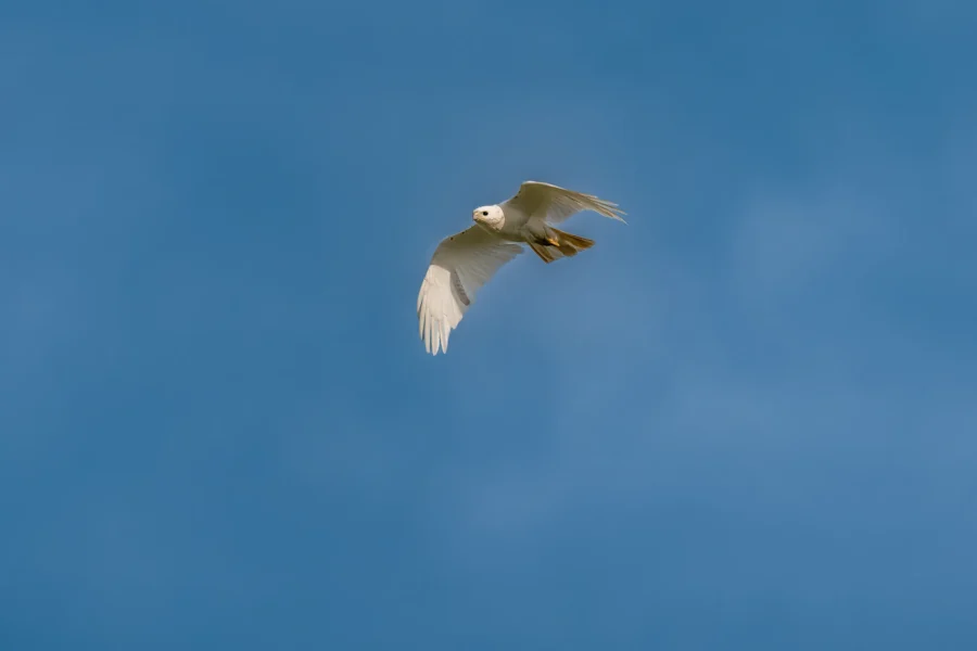 A white bird with outstretched wings is flying in a clear blue sky. A white bird with outstretched wings is flying in a clear blue sky.