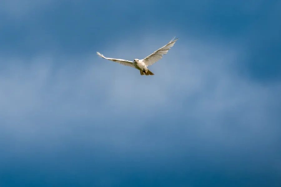 A white bird is flying with wings spread wide against a blue sky with soft clouds. A white bird is flying with wings spread wide against a blue sky with soft clouds.