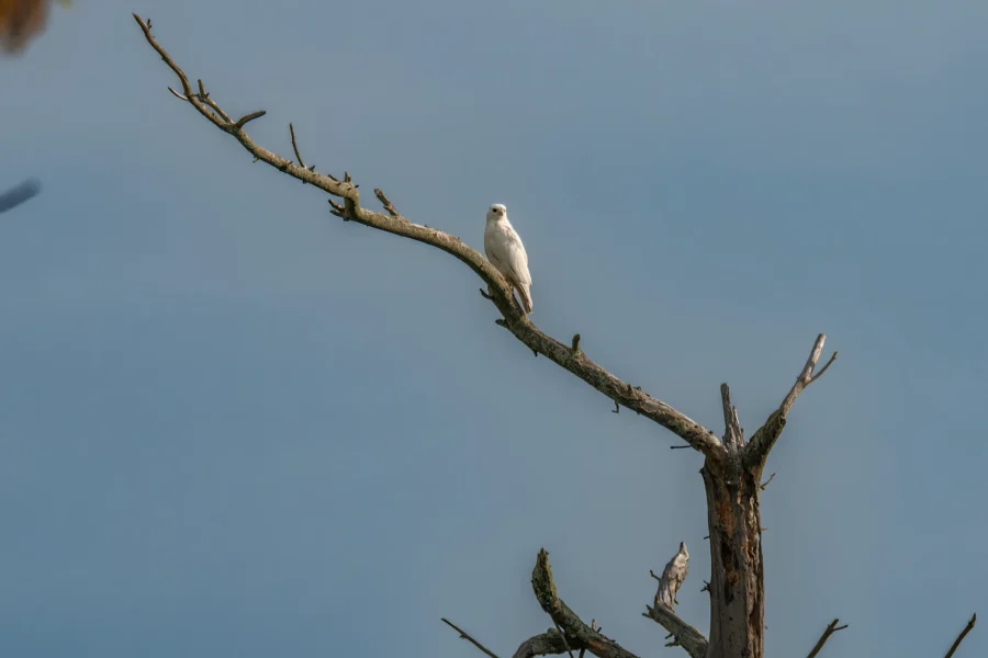 A white bird is perched on the branch of a leafless tree against a clear blue sky. A white bird is perched on the branch of a leafless tree against a clear blue sky.