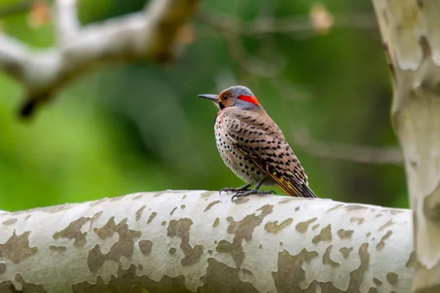 A woodpecker with spotted brown and black feathers and a red patch on its neck is perched on a pale, textured tree branch with a green blurred background. A woodpecker with spotted brown and black feathers and a red patch on its neck is perched on a pale, textured tree branch with a green blurred background.