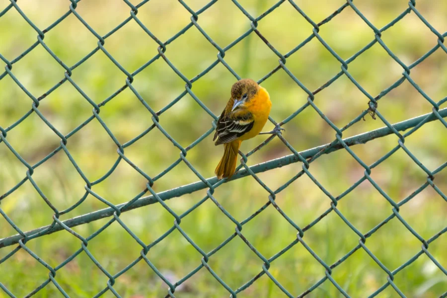 A small orange and black bird perched on a wire fence with a green, blurred background. A small orange and black bird perched on a wire fence with a green, blurred background.