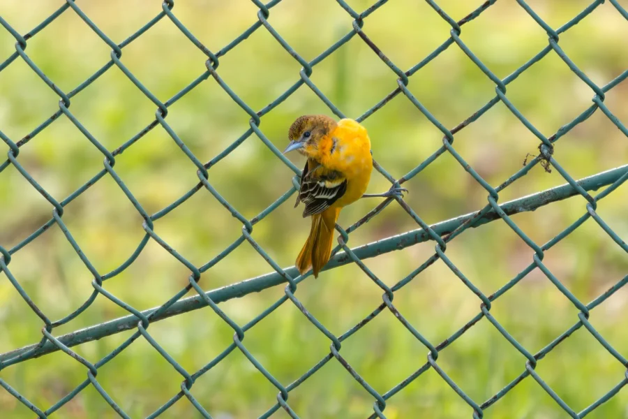 A small orange and black bird is perched on a diagonal metal bar behind a chain-link fence, with a blurred green background.