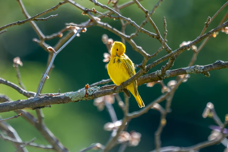 A yellow bird perches on a branch surrounded by budding twigs, with a blurred green background.