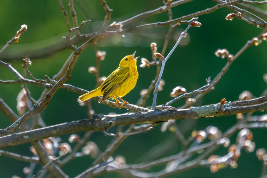 A yellow bird perches on a tree branch with budding leaves, against a blurred green background.