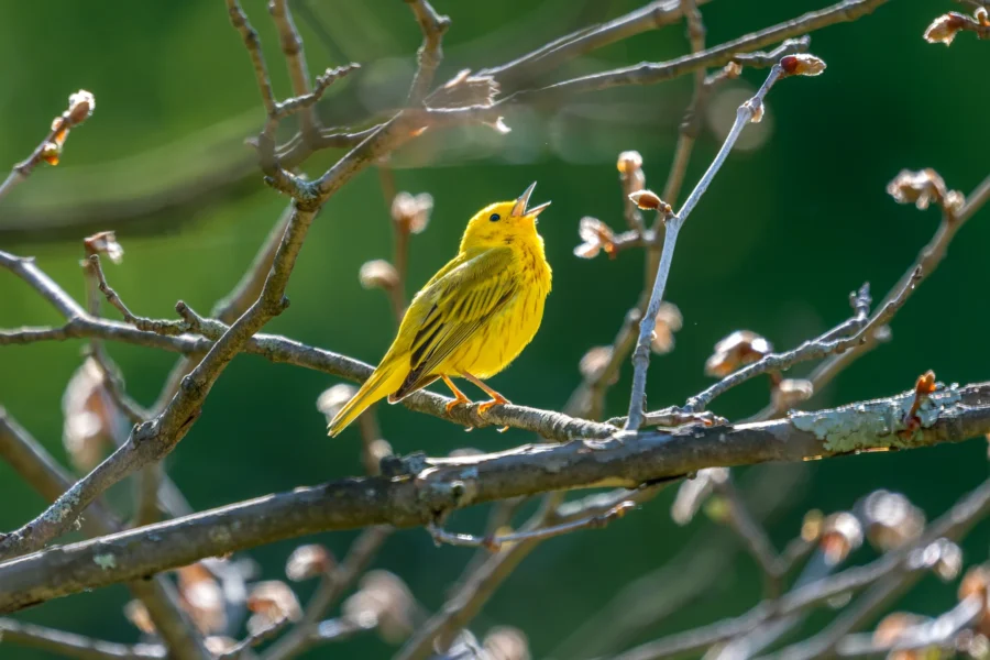 A bright yellow bird perches on a budding tree branch, singing with its beak open against a blurred green background.
