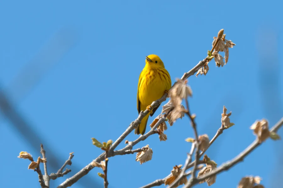 A small yellow bird with dark streaks perches on a branch with dried leaves against a clear blue sky.