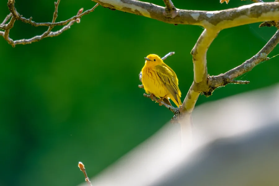 A small yellow bird with brown streaks sits on a tree branch against a blurred green background.