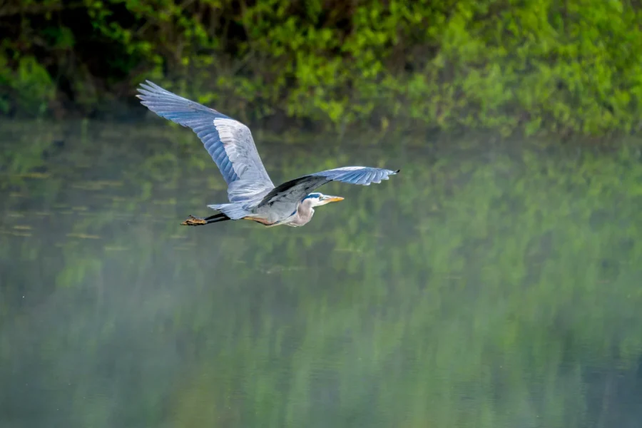 A great blue heron flies low over a calm, misty lake with green foliage reflected in the water.