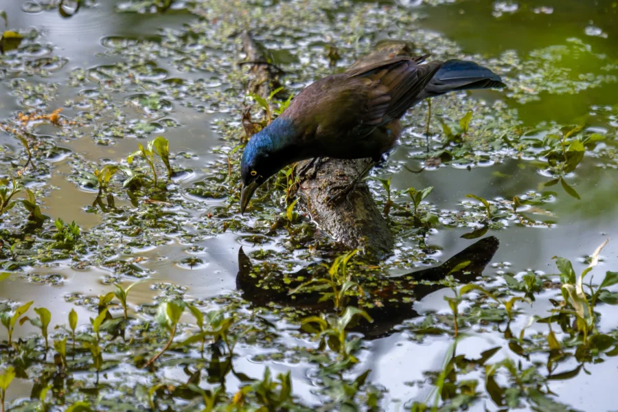 A blackbird with iridescent blue feathers stands on a log in a pond, looking at its reflection in the water surrounded by green plants.