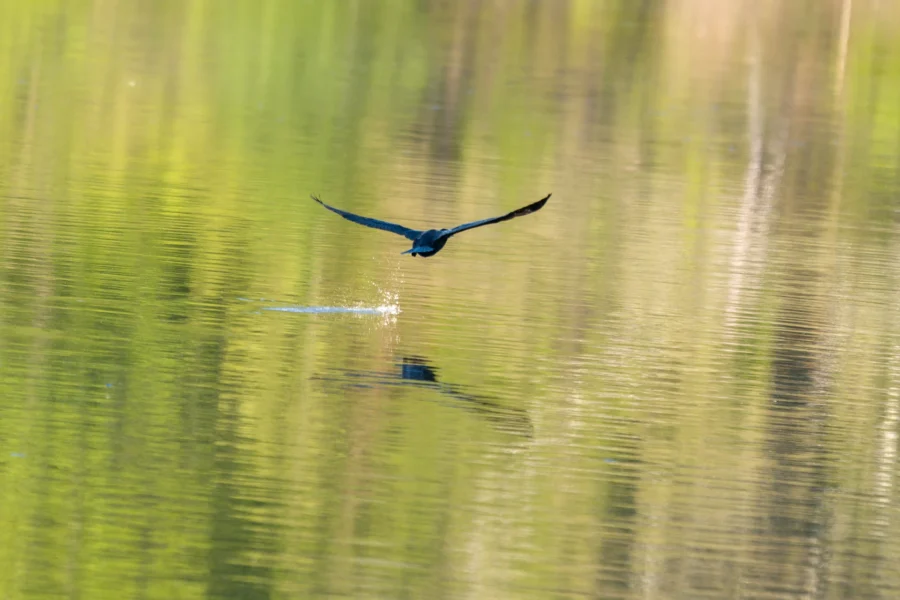 A bird flies low over calm water, creating a small splash, with green reflections of trees visible on the surface.