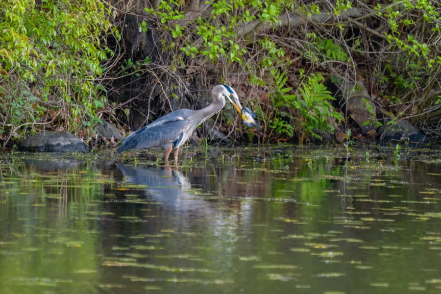 A great blue heron stands in shallow water near green foliage, holding a fish in its beak.