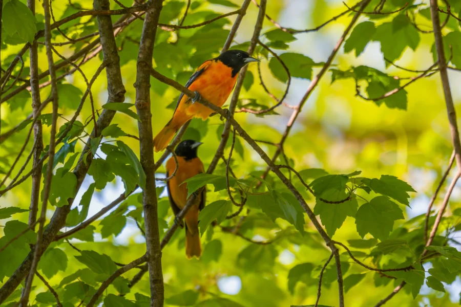 Two orange and black birds perch on branches amid green leaves in a sunlit tree.
