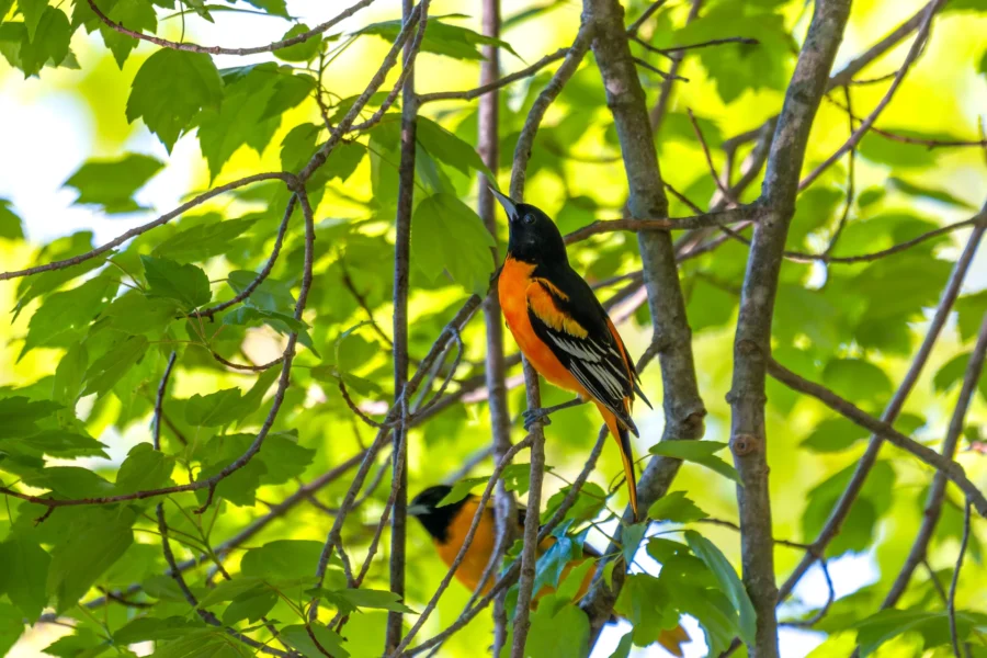 A black and orange bird perched on a branch among green leaves in a sunlit tree.