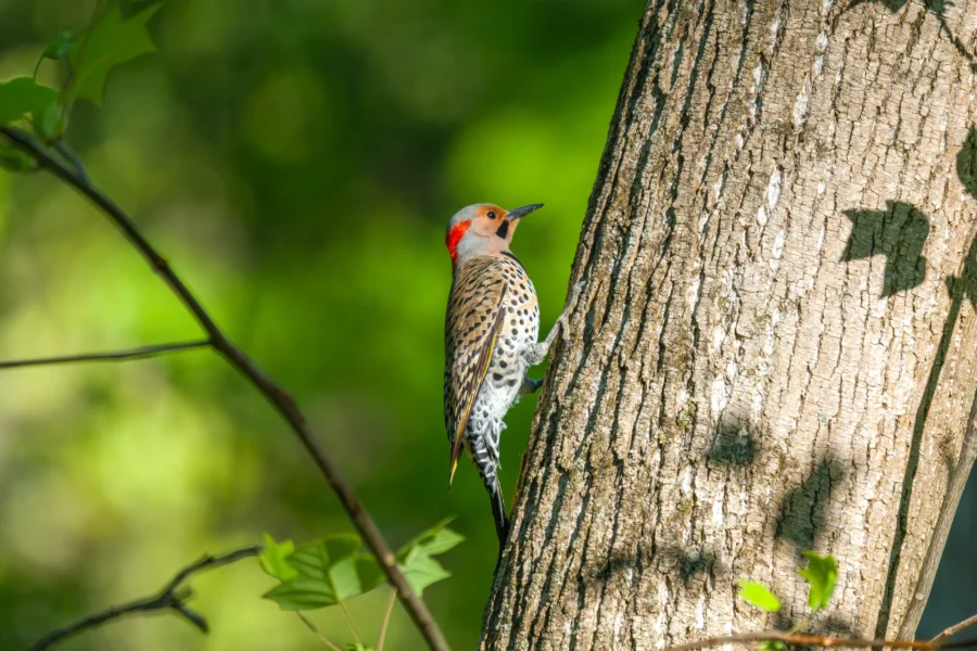 A woodpecker with a red patch on its head clings to the trunk of a tree, surrounded by green leaves and a blurred green background.