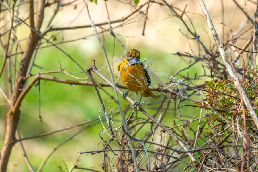 A yellow bird perched on a branch holds nesting material in its beak, surrounded by twigs and greenery.