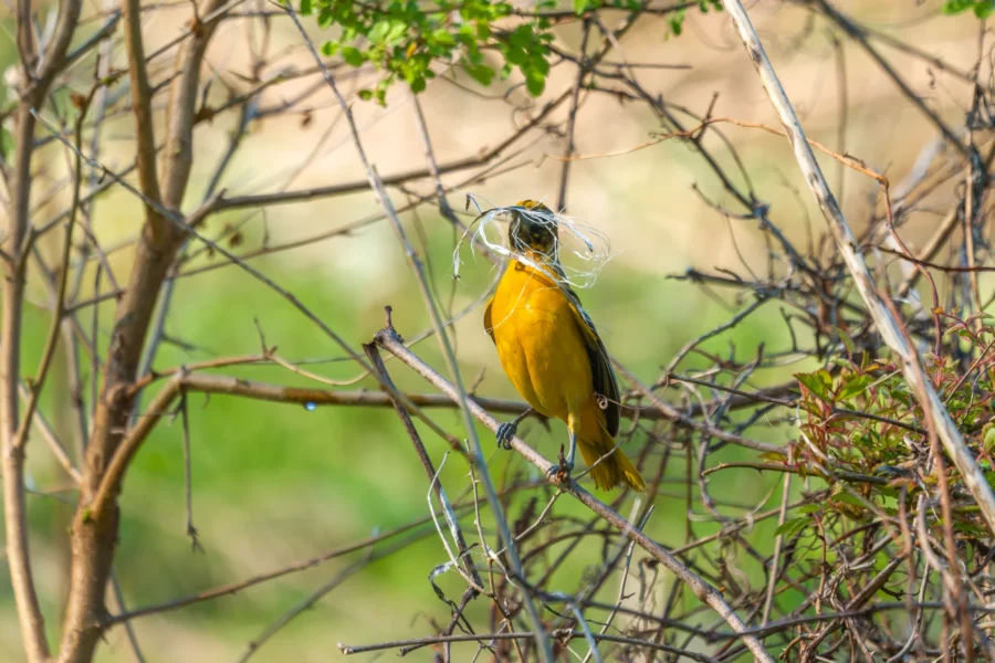 A yellow bird perched on a branch holds strands of nesting material in its beak, surrounded by twigs and greenery.