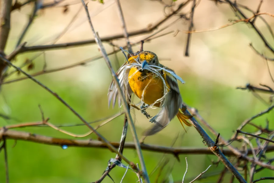 A small yellow bird is perched on a branch, entangled in blue and white string, with a blurred green background.