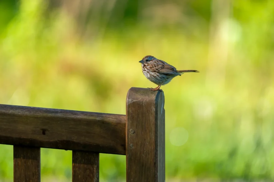 A small brown bird perched on the wooden armrest of a bench with a blurred green background.