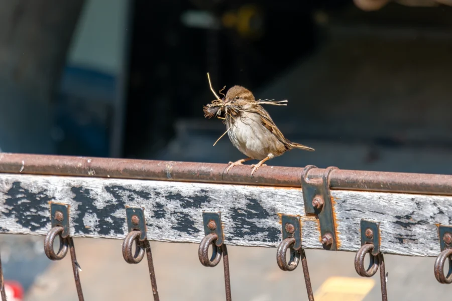 A small brown bird stands on a metal railing, holding twigs in its beak, with several metal rings attached to the railing below.
