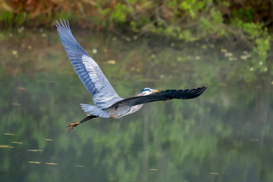 A great blue heron flies over a calm body of water with its wings fully extended; green foliage reflects in the background.