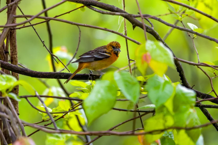A small orange and black bird perched on a tree branch surrounded by green leaves and twigs.