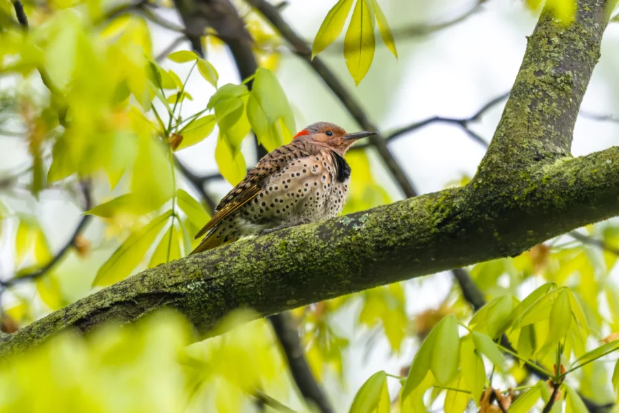 A Northern Flicker woodpecker with spotted plumage and a red patch on its head perches on a mossy tree branch surrounded by green leaves.