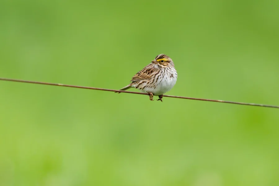 A small brown and white bird with streaked plumage perches on a thin wire against a blurred green background.