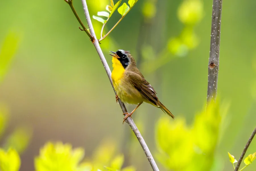 A small bird with a yellow belly, brown wings, and a black-and-white face perches on a thin branch surrounded by green foliage.