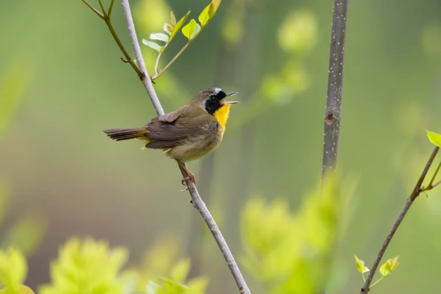 A small songbird with a black face and yellow throat perches on a thin branch surrounded by green leaves and blurred background.