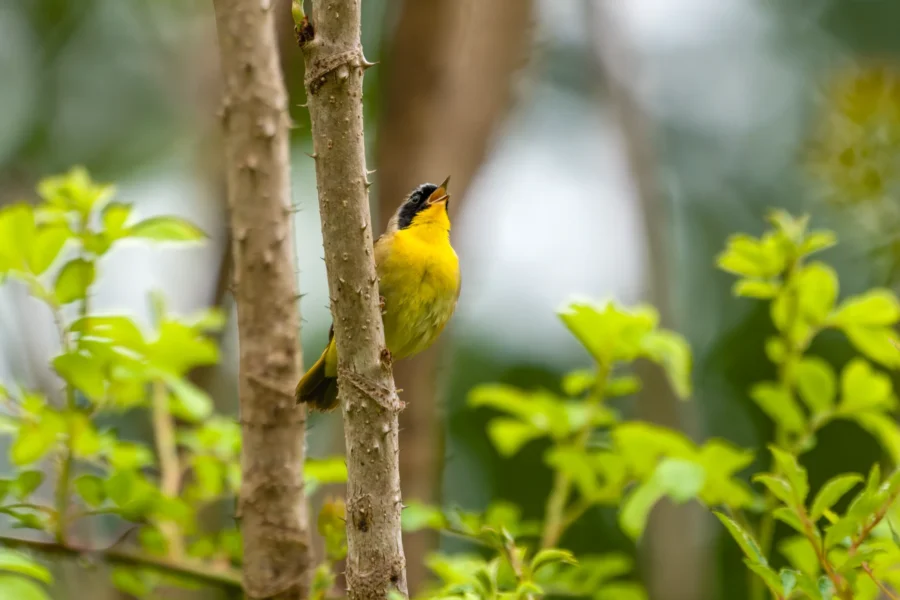 A small yellow bird with a black cap is perched on a thin tree branch, surrounded by green leaves and blurred vegetation in the background.