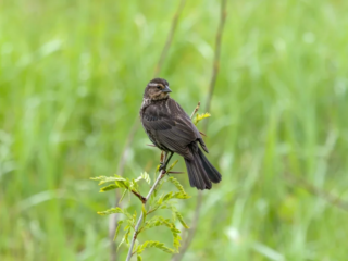 A small brown bird is perched on a leafy branch against a blurred green background. A small brown bird is perched on a leafy branch against a blurred green background.