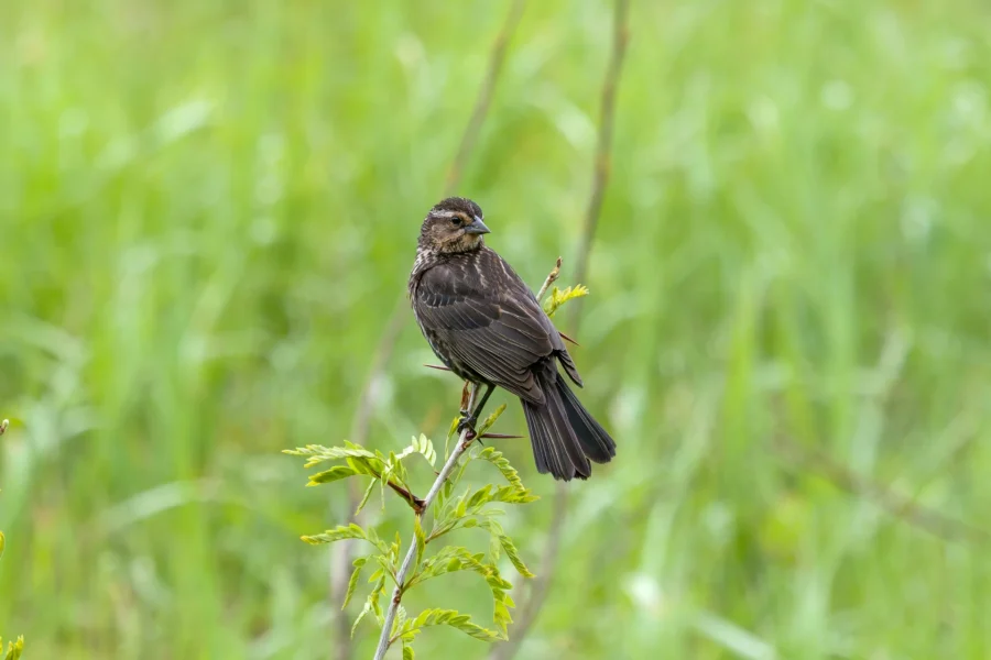 A small brown bird is perched on a leafy branch against a blurred green background.