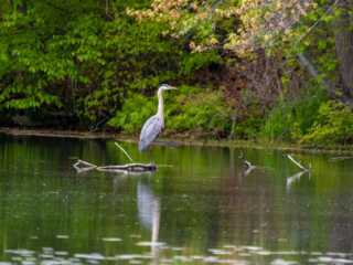 A great blue heron stands on a partially submerged branch in a calm pond surrounded by green foliage. A great blue heron stands on a partially submerged branch in a calm pond surrounded by green foliage.
