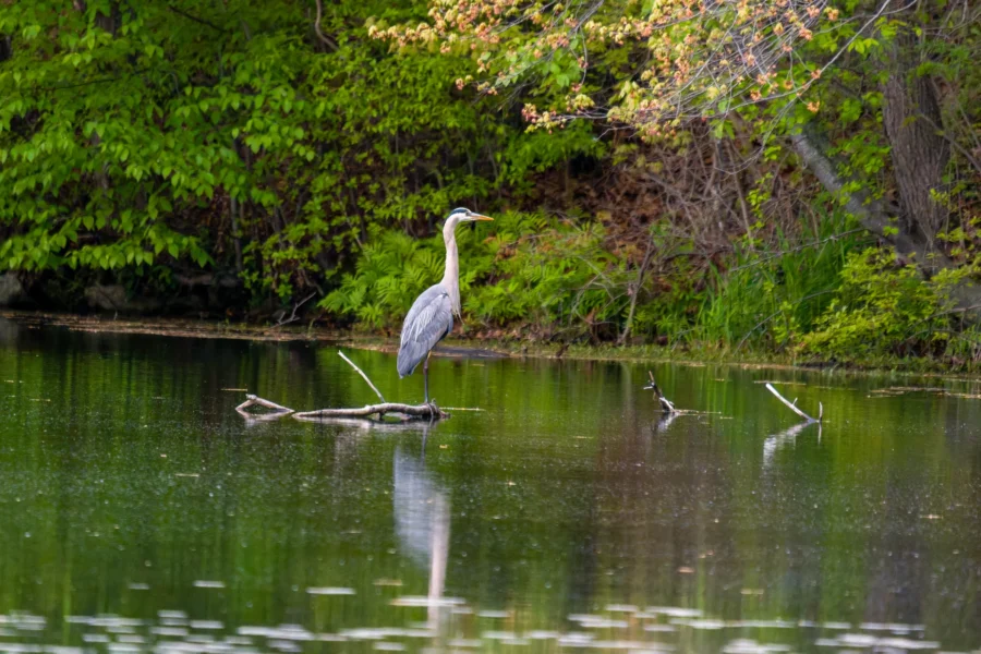 A great blue heron stands on a partially submerged branch in a calm pond surrounded by green foliage.