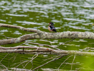 A wood duck with colorful plumage perches on a lichen-covered tree branch above a green, reflective body of water. A wood duck with colorful plumage perches on a lichen-covered tree branch above a green, reflective body of water.