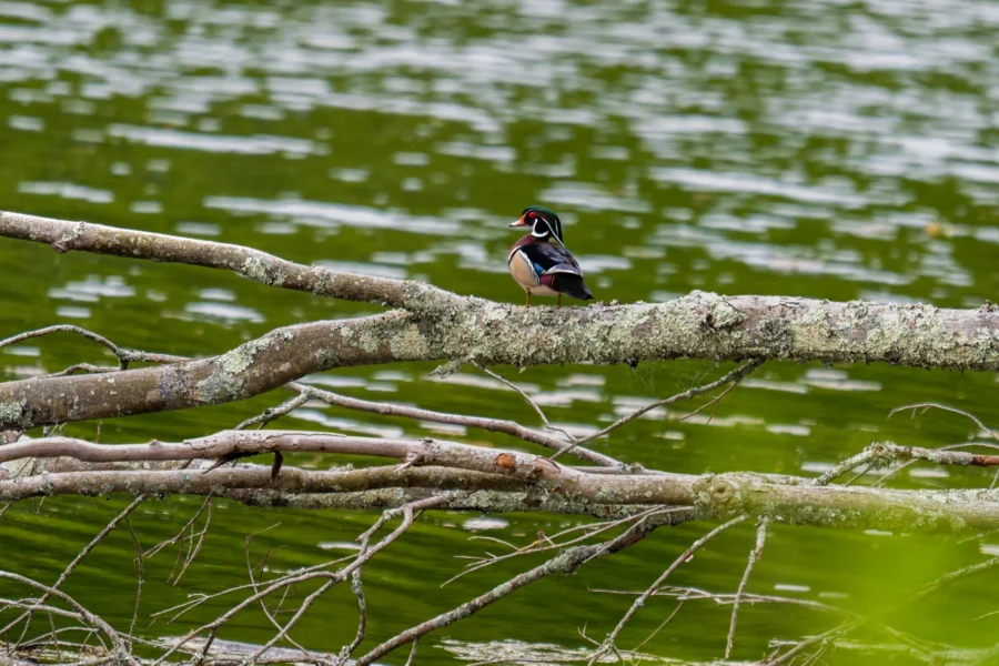 A wood duck with colorful plumage perches on a lichen-covered tree branch above a green, reflective body of water.