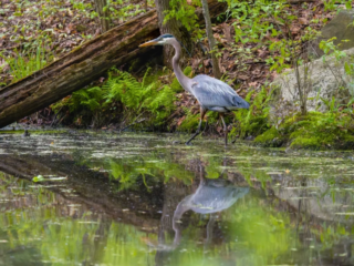 A great blue heron stands at the edge of a pond, surrounded by green foliage, with its reflection visible in the water. A great blue heron stands at the edge of a pond, surrounded by green foliage, with its reflection visible in the water.