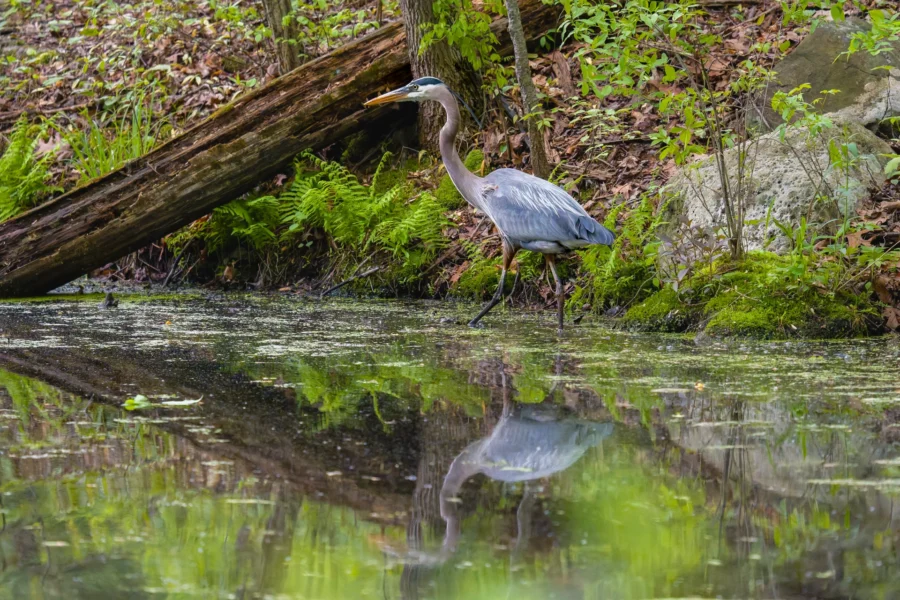 A great blue heron stands at the edge of a pond, surrounded by green foliage, with its reflection visible in the water.