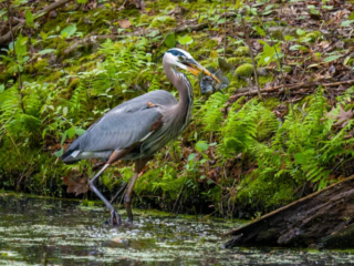 A great blue heron stands in shallow water near the shore, holding a fish in its beak, surrounded by green ferns and foliage. A great blue heron stands in shallow water near the shore, holding a fish in its beak, surrounded by green ferns and foliage.