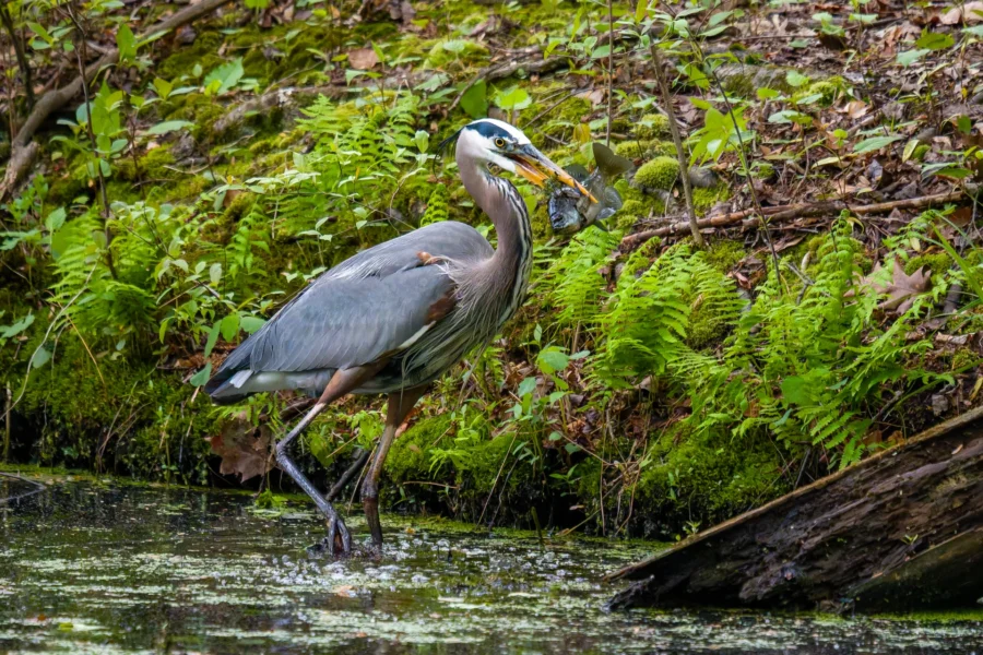 A great blue heron stands in shallow water near the shore, holding a fish in its beak, surrounded by green ferns and foliage.