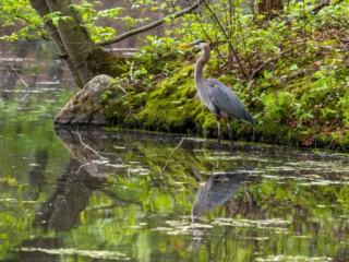 A great blue heron stands at the edge of a mossy, tree-lined pond with its reflection visible in the water. A great blue heron stands at the edge of a mossy, tree-lined pond with its reflection visible in the water.