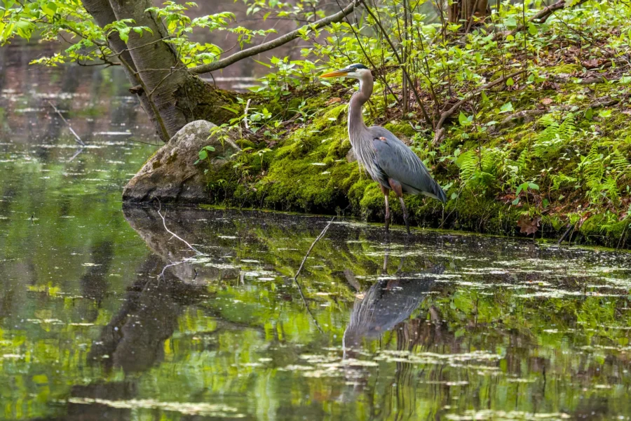 A great blue heron stands at the edge of a mossy, tree-lined pond with its reflection visible in the water.