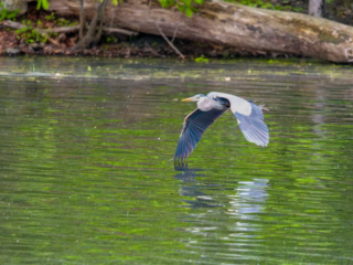 A heron flies low over a calm, green-tinted pond with trees and logs along the shoreline in the background. A heron flies low over a calm, green-tinted pond with trees and logs along the shoreline in the background.
