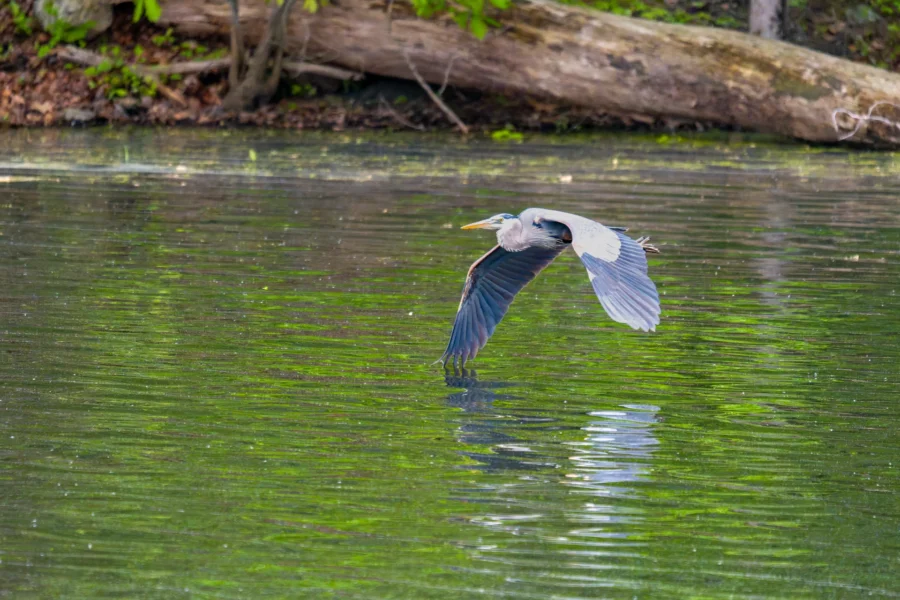 A heron flies low over a calm, green-tinted pond with trees and logs along the shoreline in the background.