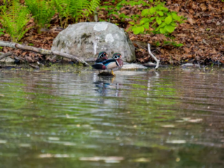 Two wood ducks stand in shallow water near the edge of a pond, with a large rock, ferns, and fallen leaves visible in the background. Two wood ducks stand in shallow water near the edge of a pond, with a large rock, ferns, and fallen leaves visible in the background.