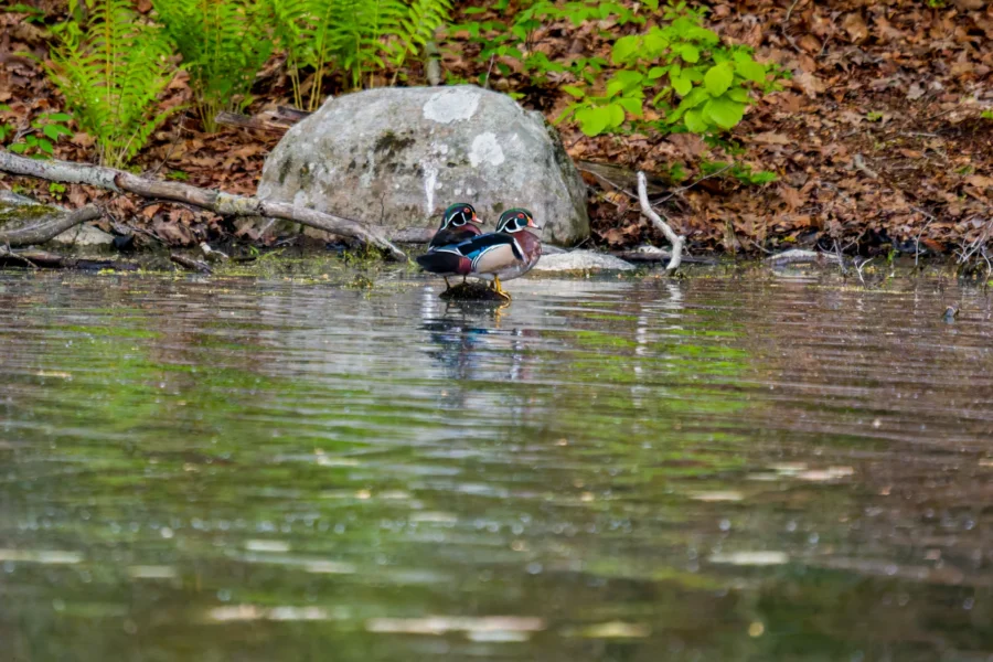 Two wood ducks stand in shallow water near the edge of a pond, with a large rock, ferns, and fallen leaves visible in the background.